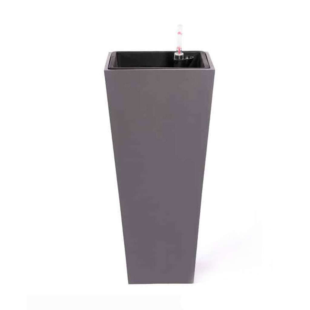 Chau trong cay vuong vat