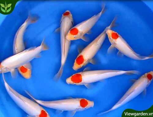 Giới thiệu về cá chép Koi, tên gọi, xuất xứ, đặc điểm, ý nghĩa
