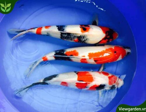 Giá cá Koi Nhật, cá Koi F1 cá koi thuần chủng tại Việt Nam