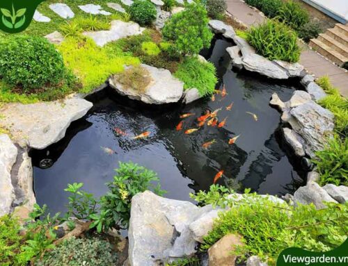 Hồ cá đẹp thiết kế sân vườn bao gồm hồ cá koi hợp phong thủy
