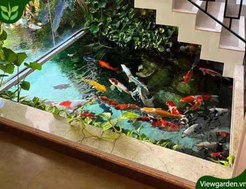 Bể cá Koi trong nhà – Thiết kế tiểu cảnh bể cá đẹp
