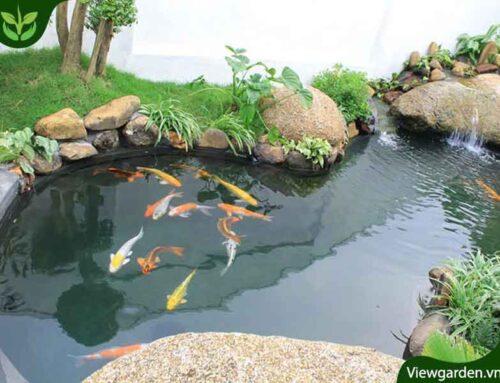 Hồ cá Koi mini – Lựa chọn chọn tuyệt vời cho không gian nhà nhỏ