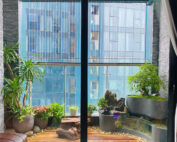 Cây kim ngân đặc điểm tác dụng và ý nghĩa phong thủy 60 be ca nho