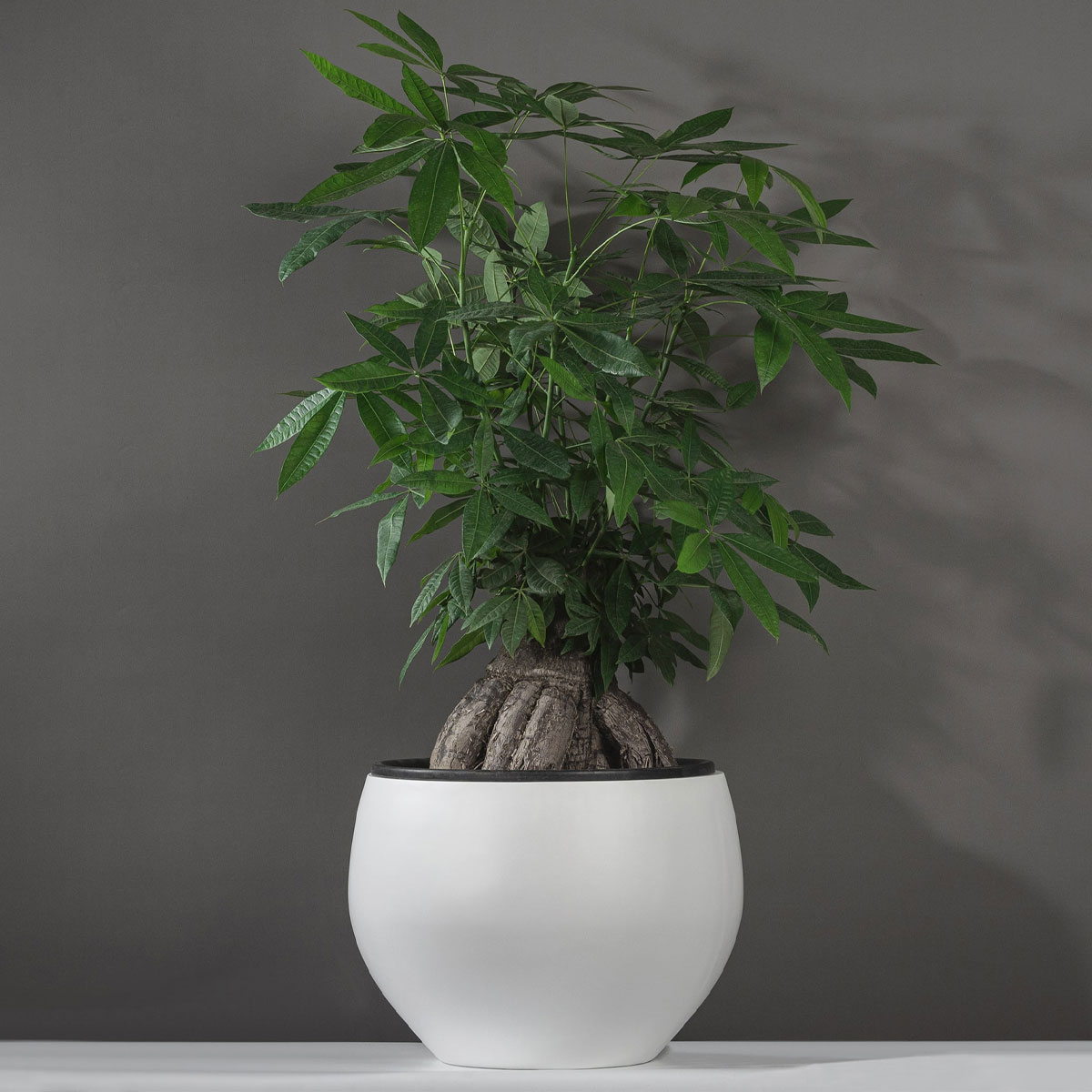 Chau composite thanh xuan 1